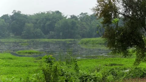 Tranquil freshwater lake surrounded by lush tropical forest and wetlands 库存影片 337928568