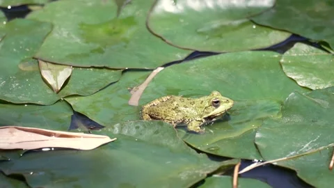Tranquil Frog on Lily Pad in Jardin Majorelle, Morocco's Botanical Paradise Stock Footage 332953954