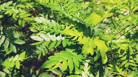 Tranquil Garden Arch: Green Leaf Meditation Stock Footage 237693396