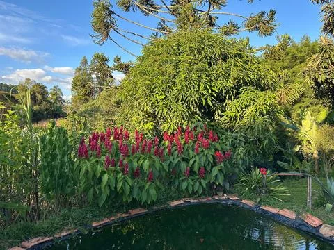 Tranquil garden pond scene Stock Photos