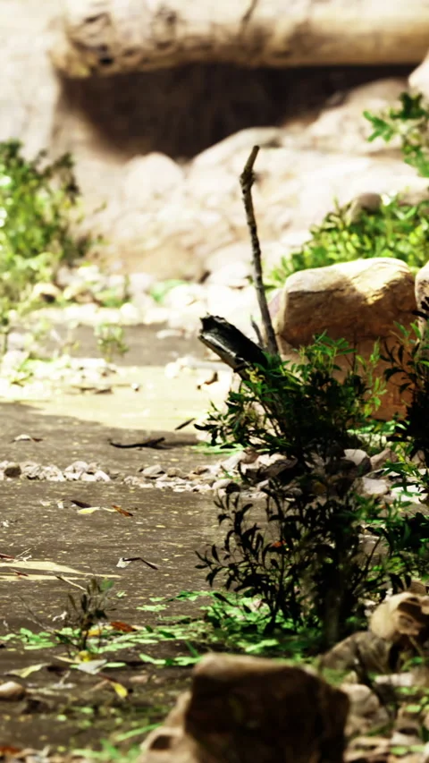 Tranquil garden scene with lush greenery and rugged stones at dawn Stock Footage 334246870