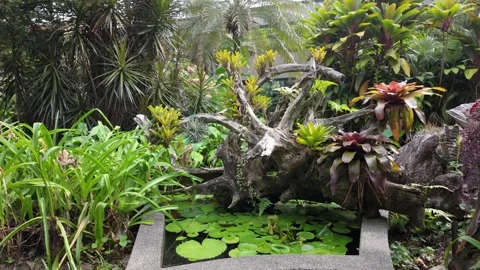 Tranquil garden setting with lily pond and tropical plant arrangement Видео 317394246