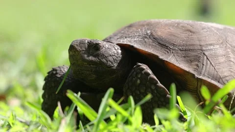 Tranquil Gopher Tortoise Lounging on grass Stock Footage 261736832