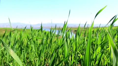 Tranquil Grass Landscape Under a Vast Sky Stock Footage 285138400