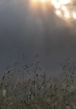 Tranquil Grassland in the First Light Stock Photos