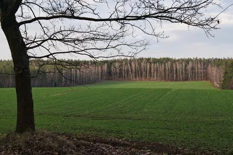 Tranquil Green Field with Bare Tree and Forest Background 写真素材