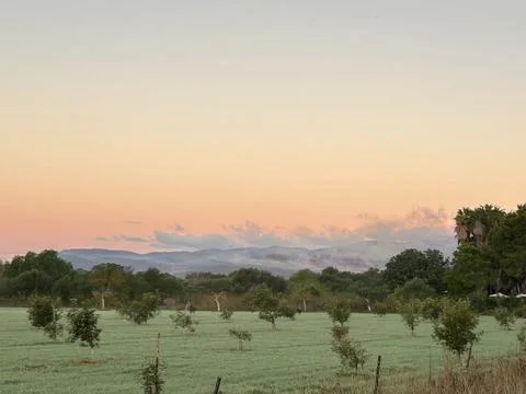 Tranquil green field with young trees at sunset and pastel sky Stock Photos