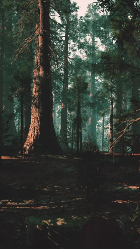 Tranquil green forest at night with layered trees and subtle lighting effects 動画素材 348804330