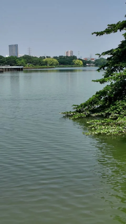 Tranquil Green Lake and Trees in Guangzhou Urban Park – Vertical Footage Stock Footage 315848022