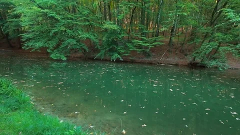 Tranquil green lake surrounded by a dense beech forest. Stock Footage 346654855