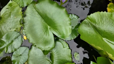 Tranquil Green Lily Pads Stock Footage 288683782