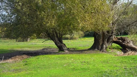 Tranquil green meadow with two trees and a bare patch of ground in nature Vídeos de archivo 302292582