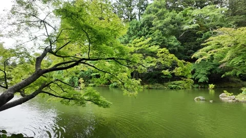 Tranquil green pond and lush trees with prominent branch Stock Footage 346337014