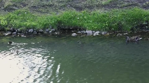 Tranquil green pond with emerging ripples and water movement Stock-Footage 309350945