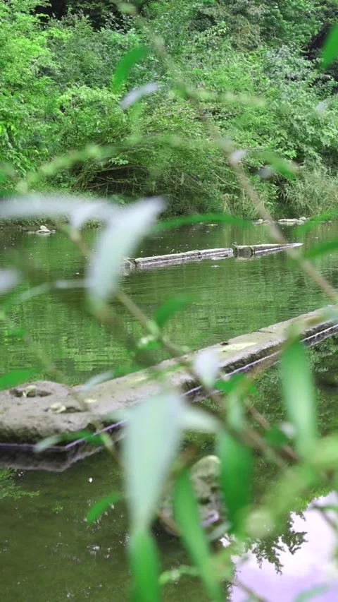 Tranquil Green River - Natural Stream Reflection with Lush Forest Stockbeeldmateriaal 319218188