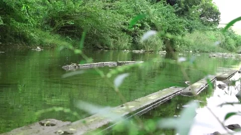 Tranquil Green River - Natural Stream Reflection with Lush Forest Stockbeeldmateriaal 319218189