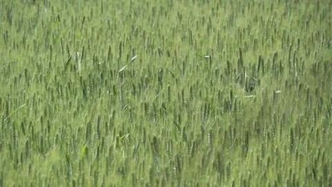 Tranquil green rural wheat fields in Shandong, China, with plants 库存影片 274367713