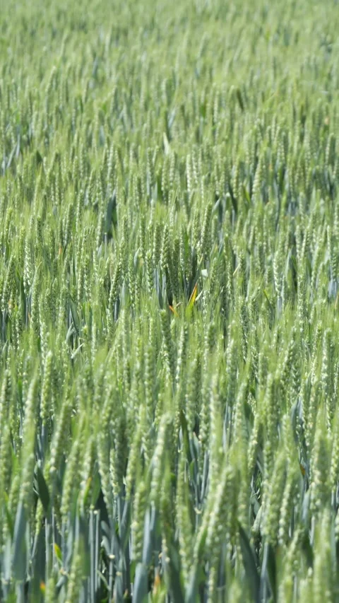 Tranquil green rural wheat fields in Shandong, China, with plants,vertical video Stock Footage 274367828
