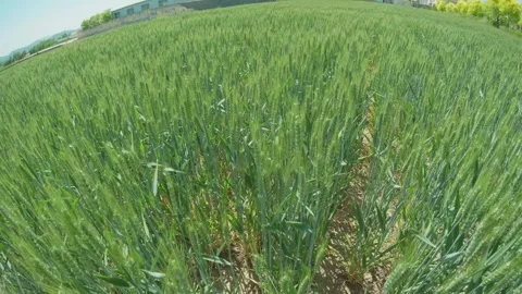 Tranquil green rural wheat fields in Shandong, China, with plants Stock Footage 274367844