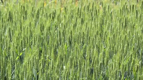 Tranquil green rural wheat fields in Shandong, China, with plants 库存影片 274367845