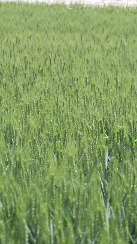 Tranquil green rural wheat fields in Shandong, China, with plants,vertical video 库存影片 274367952