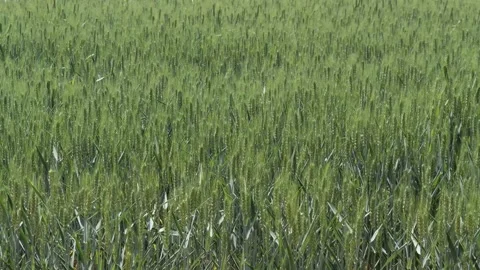 Tranquil green rural wheat fields in Shandong, China, with plants 库存影片 274367969