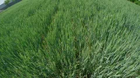 Tranquil green rural wheat fields in Shandong, China, with plants 库存影片 274368081