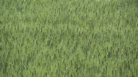 Tranquil green rural wheat fields in Shandong, China, with plants 库存影片 274368107