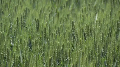 Tranquil green rural wheat fields in Shandong, China, with plants 库存影片 274368108