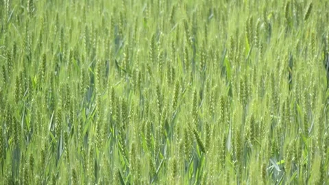 Tranquil green rural wheat fields in Shandong, China, with plants 库存影片 274368184