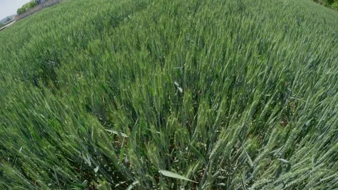 Tranquil green rural wheat fields in Shandong, China, with plants 库存影片 274368447