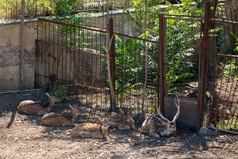 A tranquil group of deer resting in a rustic zoo enclosure. Stock Photos