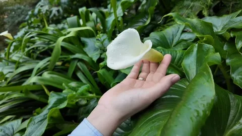 Tranquil Hand Holding Calla Lily Stock Footage 305273836