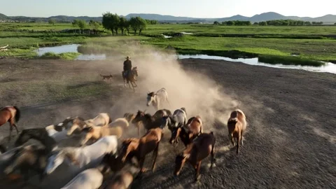 A tranquil herd of horses gathers on a dirt road beside a reflective waterway Stock-Footage 320394337