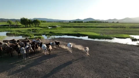 A tranquil herd of horses gathers on a dirt road beside a reflective waterway Stock-Footage 320394382