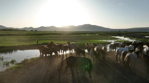 A tranquil herd of horses gathers on a dirt road beside a reflective waterway Video stock 320394700