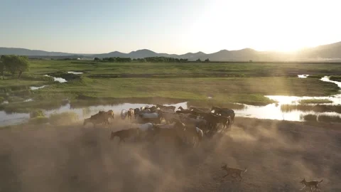 A tranquil herd of horses gathers on a dirt road beside a reflective waterway Stock-Footage 320394823