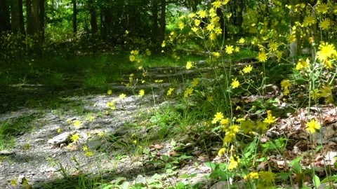 Tranquil hiking trail in dappled sunlight Stock Footage 155848558