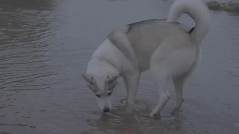 Tranquil Husky River Stroll: 4K Canine Serenity and Curiosity in Shallow Waters Stock Footage 258533703