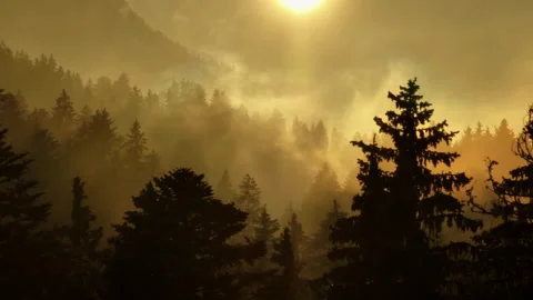 Tranquil journey at sunrise in a pine forest, natures beauty emerges Vídeos de archivo 280156419