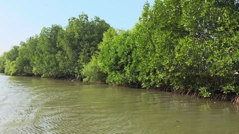 Tranquil Journey Through a Vibrant Mangrove Forest Ecosystem with Calm Water 動画素材 340441595
