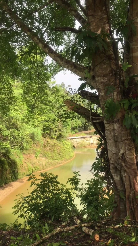 Tranquil Jungle River with Large Tree and Wooden Bridge in Tropical Forest Stock Footage 318529497