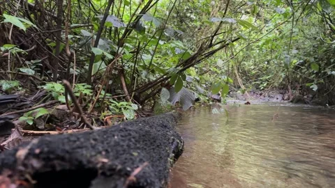 Tranquil Jungle Stream Flowing, Lush Green Rainforest, Low Angle Pan Stock Footage 325645488