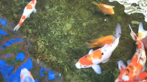 Tranquil Koi Fish Pond with Water Reflection 1080p Panning Stock Footage 10746403
