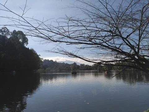 Tranquil Lake with Bare Tree Branches on a Clear Day Stock Photos