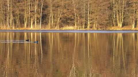 Tranquil lake reflecting bare trees in autumnal sunlight. Stock Footage 301073479