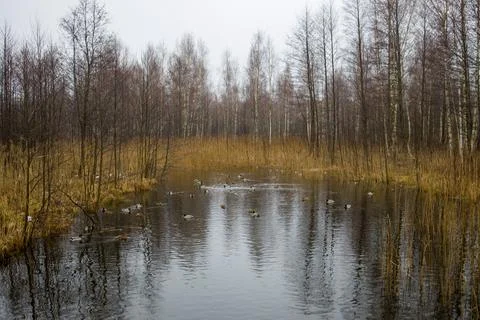 Tranquil lake scene with bare trees and a partially frozen or film-covered su Foto stock