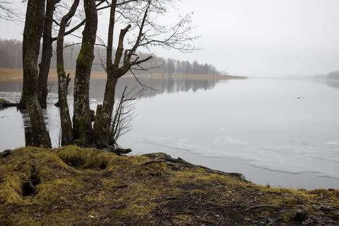 Tranquil lake scene with bare trees and a partially frozen or film-covered su Stock Photos