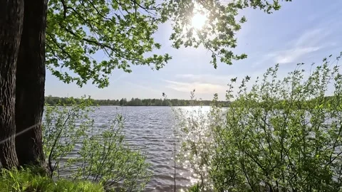 Tranquil lake in sunshine surrounded by green trees. Stock Footage 287730899