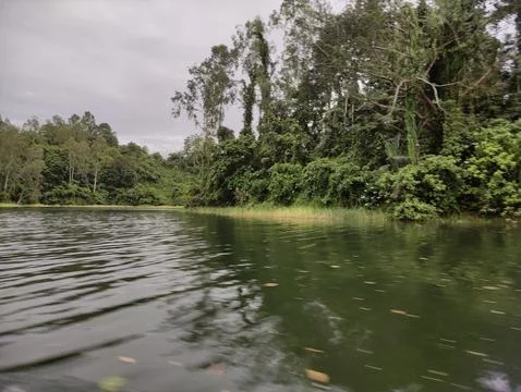 Tranquil Lake Surrounded by Dense Forest under Overcast Sky Foto stock